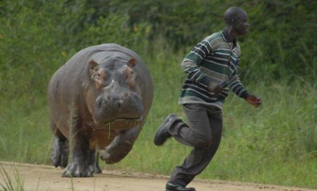 hippo chase Blank Meme Template
