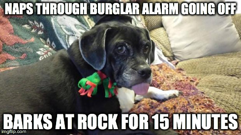 NAPS THROUGH BURGLAR ALARM GOING OFF BARKS AT ROCK FOR 15 MINUTES | image tagged in derpy dog large,AdviceAnimals | made w/ Imgflip meme maker