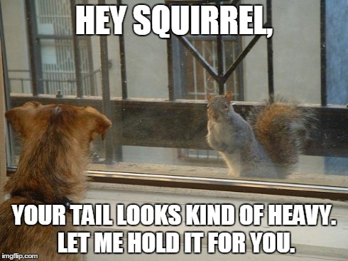 Hey Squirrel | HEY SQUIRREL, YOUR TAIL LOOKS KIND OF HEAVY. LET ME HOLD IT FOR YOU. | image tagged in hey girl | made w/ Imgflip meme maker