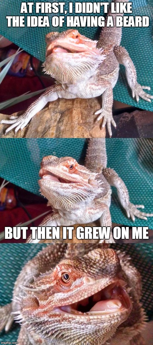AT FIRST, I DIDN'T LIKE THE IDEA OF HAVING A BEARD BUT THEN IT GREW ON ME | image tagged in pun dragon | made w/ Imgflip meme maker