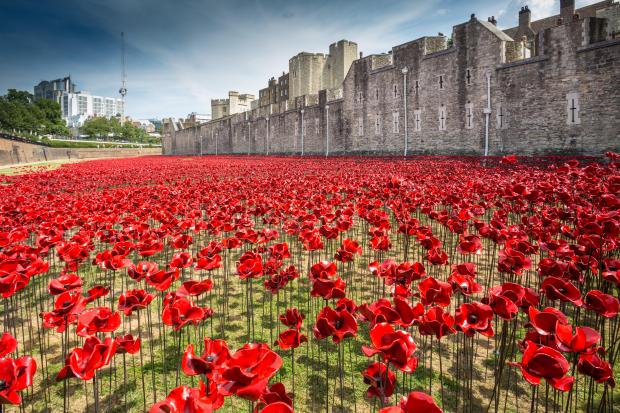 Poppies Blank Meme Template