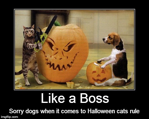 During Halloween, sorry cats rule! | Like a Boss Sorry dogs when it comes to Halloween cats rule | image tagged in halloween,cats,funny | made w/ Imgflip meme maker