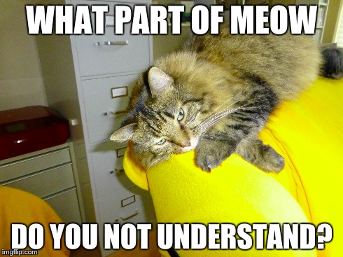 Miss Lena Musings | WHAT PART OF MEOW DO YOU NOT UNDERSTAND? | image tagged in cat,meow,maine coon | made w/ Imgflip meme maker