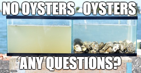 NO OYSTERS   OYSTERS ANY QUESTIONS? | made w/ Imgflip meme maker