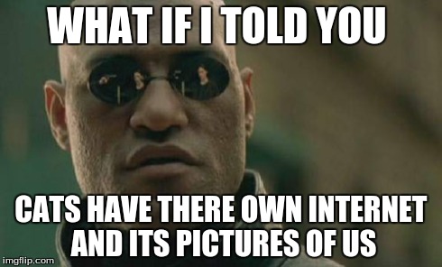 Matrix Morpheus | WHAT IF I TOLD YOU CATS HAVE THERE OWN INTERNET AND ITS PICTURES OF US | image tagged in memes,matrix morpheus | made w/ Imgflip meme maker