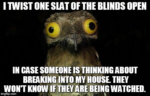 Weird Stuff I Do Potoo Meme - Imgflip