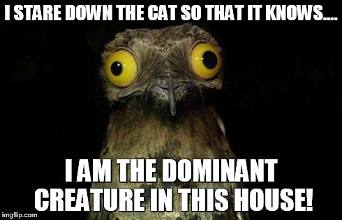 Weird Stuff I Do Potoo | I STARE DOWN THE CAT SO THAT IT KNOWS.... I AM THE DOMINANT CREATURE IN THIS HOUSE! | image tagged in memes,weird stuff i do potoo | made w/ Imgflip meme maker