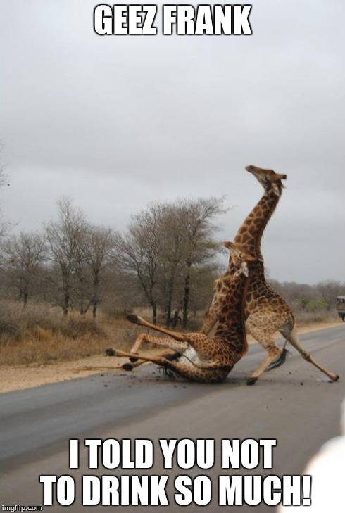 Falling Giraffe | GEEZ FRANK I TOLD YOU NOT TO DRINK SO MUCH! | image tagged in falling giraffe | made w/ Imgflip meme maker