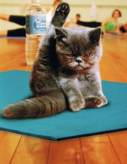 yoga cat Blank Meme Template