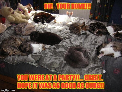 party over | OH!   YOUR HOME!!! YOU WERE AT A PARTY!!... GREAT. HOPE IT WAS AS GOOD AS OURS!! | image tagged in cats | made w/ Imgflip meme maker