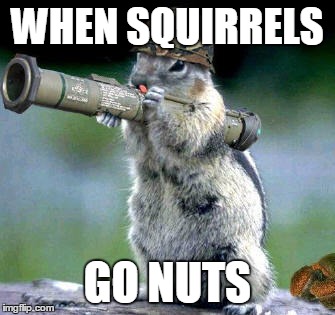 Bazooka Squirrel Meme | WHEN SQUIRRELS GO NUTS | image tagged in memes,bazooka squirrel | made w/ Imgflip meme maker