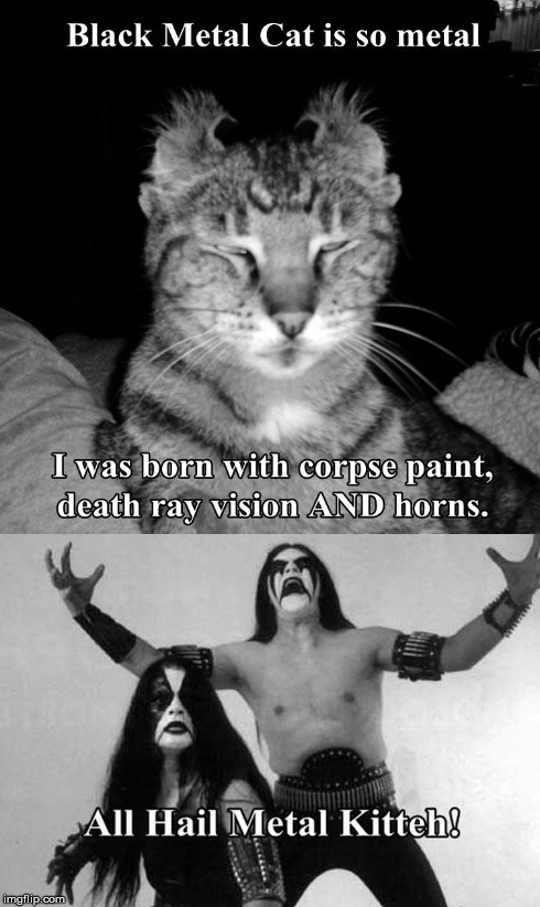 Metal Kitteh | image tagged in black metal,kill you cat | made w/ Imgflip meme maker