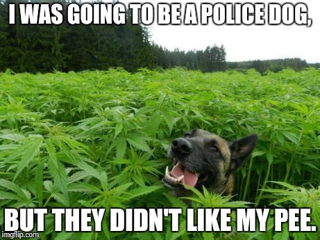 Dog in Wonderland | I WAS GOING TO BE A POLICE DOG, BUT THEY DIDN'T LIKE MY PEE. | image tagged in dog in wonderland | made w/ Imgflip meme maker