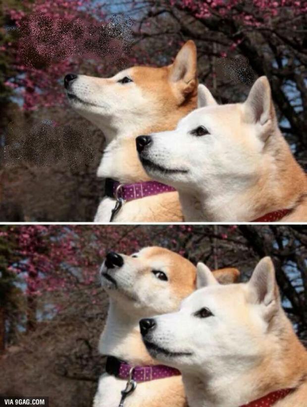 constipation dogs Blank Meme Template