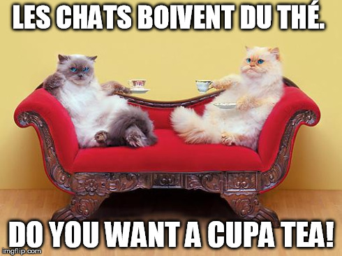 LES CHATS BOIVENT DU THÃ‰. DO YOU WANT A CUPA TEA! | image tagged in cats | made w/ Imgflip meme maker