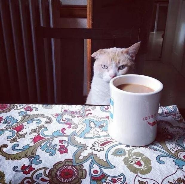 Cat Doesn't Like this Coffee Blank Meme Template