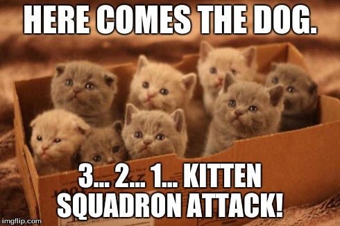 box o kittens | HERE COMES THE DOG. 3... 2... 1... KITTEN SQUADRON ATTACK! | image tagged in box o kittens | made w/ Imgflip meme maker