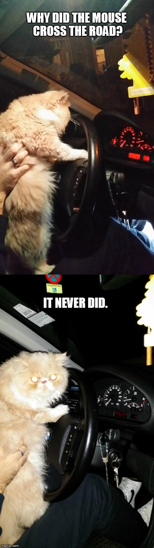 Driving Cat | WHY DID THE MOUSE CROSS THE ROAD? IT NEVER DID. | image tagged in driving cat | made w/ Imgflip meme maker