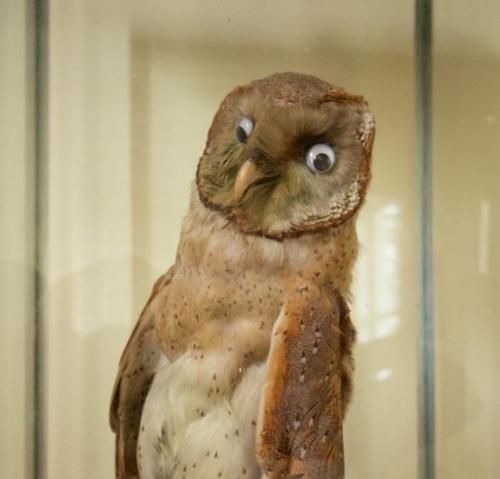 owl Blank Meme Template