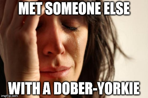 First World Problems | MET SOMEONE ELSE WITH A DOBER-YORKIE | image tagged in memes,first world problems | made w/ Imgflip meme maker