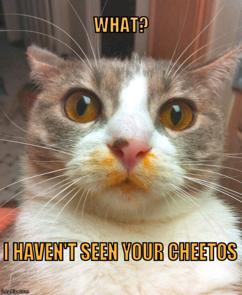 Little thief | image tagged in memes,cheese,guilty,cats | made w/ Imgflip meme maker