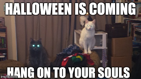Soul catchers | HALLOWEEN IS COMING HANG ON TO YOUR SOULS | image tagged in cats,halloween,creepy,souls,scary,dont blink | made w/ Imgflip meme maker