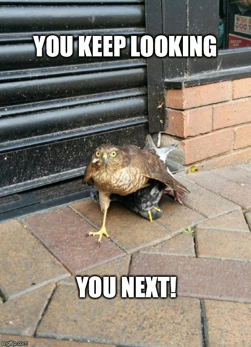 YOU KEEP LOOKING YOU NEXT! | image tagged in gangsta hawk | made w/ Imgflip meme maker