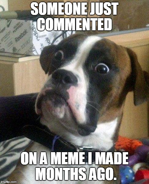 Surprised Dog | SOMEONE JUST COMMENTED ON A MEME I MADE MONTHS AGO. | image tagged in surprise,memes,funny,dogs | made w/ Imgflip meme maker