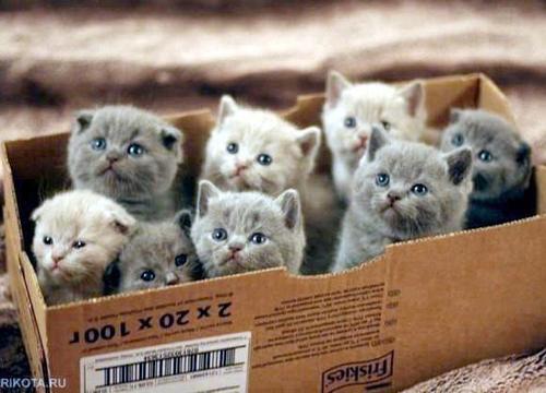 box of cats Blank Meme Template
