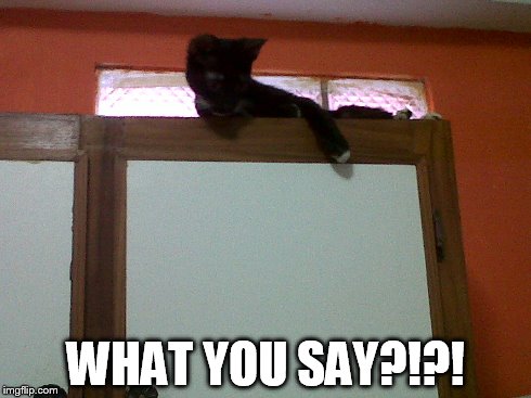 Alex the cat | WHAT YOU SAY?!?! | image tagged in kitty | made w/ Imgflip meme maker
