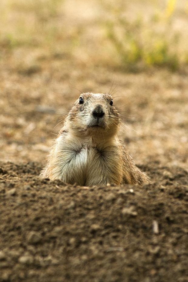 High Quality prairie dog Blank Meme Template