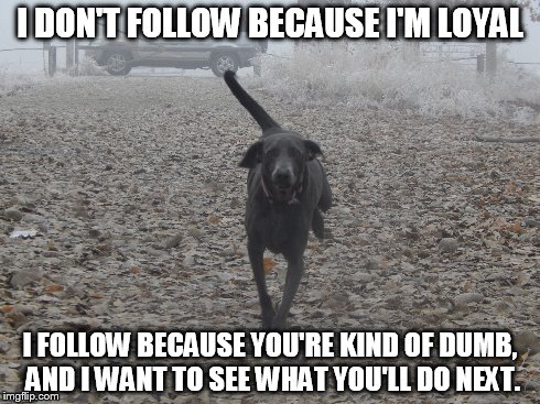 Dog Life | I DON'T FOLLOW BECAUSE I'M LOYAL I FOLLOW BECAUSE YOU'RE KIND OF DUMB, AND I WANT TO SEE WHAT YOU'LL DO NEXT. | image tagged in dogs | made w/ Imgflip meme maker