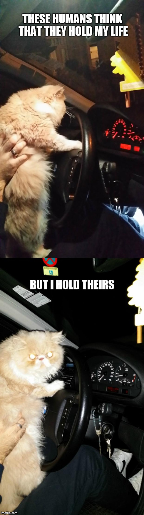 Driving Cat | THESE HUMANS THINK THAT THEY HOLD MY LIFE BUT I HOLD THEIRS | image tagged in driving cat | made w/ Imgflip meme maker