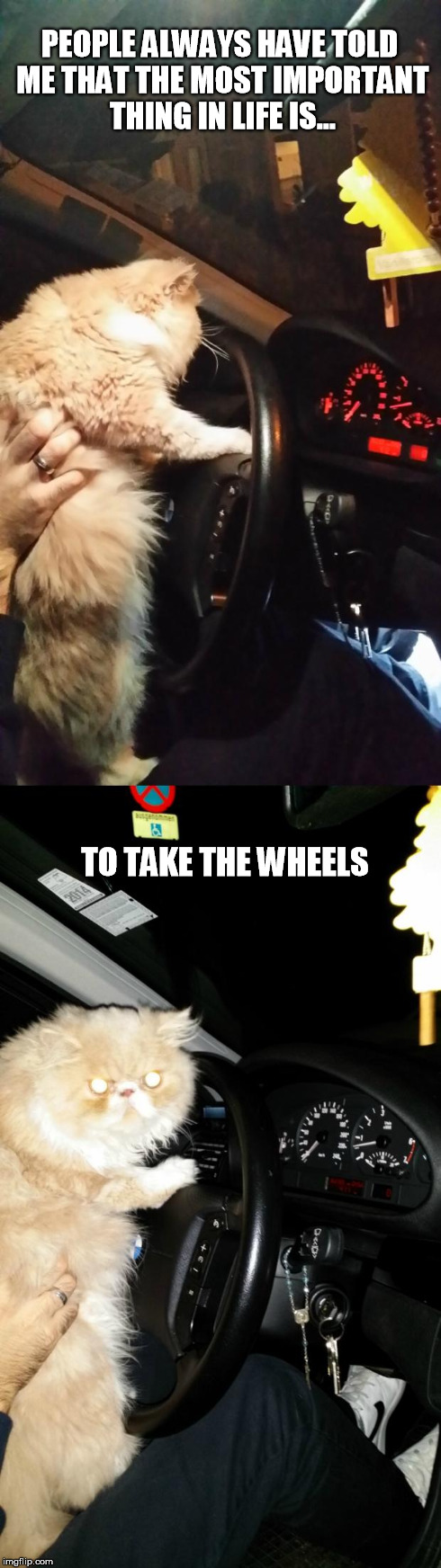 Driving Cat | PEOPLE ALWAYS HAVE TOLD ME THAT THE MOST IMPORTANT THING IN LIFE IS... TO TAKE THE WHEELS | image tagged in driving cat | made w/ Imgflip meme maker