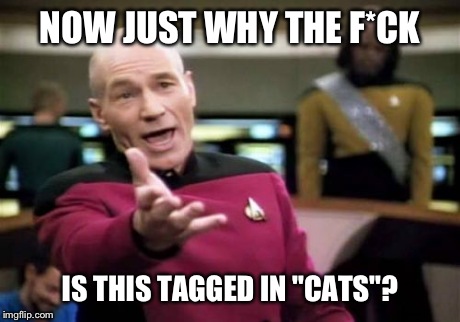 Picard Wtf Meme | NOW JUST WHY THE F*CK IS THIS TAGGED IN "CATS"? | image tagged in memes,picard wtf | made w/ Imgflip meme maker