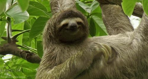 sloth meme blank