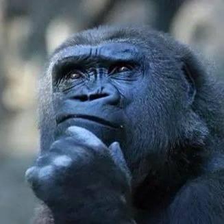 Thinking Gorilla On the One Hand Meme Generator - Imgflip