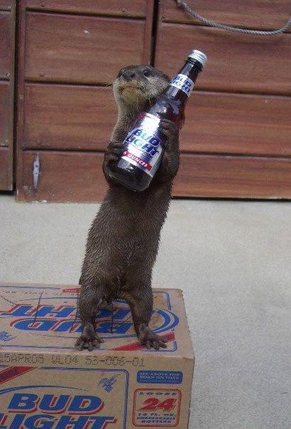 beer otter Blank Meme Template