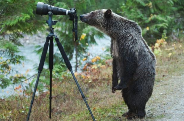 High Quality Camera Bear Blank Meme Template