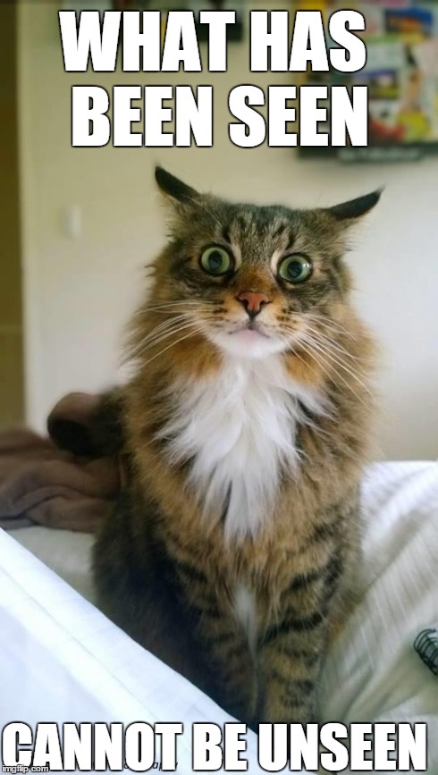 Shocked Cat Meme