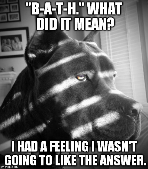 Noir Dog | "B-A-T-H." WHAT DID IT MEAN? I HAD A FEELING I WASN'T GOING TO LIKE THE ANSWER. | image tagged in noir dog,AdviceAnimals | made w/ Imgflip meme maker