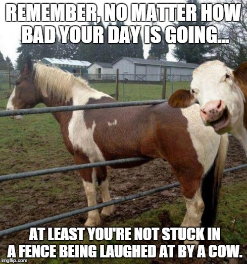 Bad Day | REMEMBER, NO MATTER HOW BAD YOUR DAY IS GOING... AT LEAST YOU'RE NOT STUCK IN A FENCE BEING LAUGHED AT BY A COW. | image tagged in bad day,funny | made w/ Imgflip meme maker