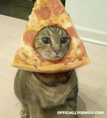 pizza cat Blank Meme Template