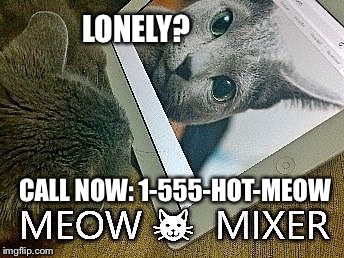 Twenty year old cat, Bandit, looking for Love !!! | CALL NOW: 1-555-HOT-MEOW LONELY? | image tagged in memes,funny,cats | made w/ Imgflip meme maker