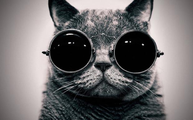 hipster cat Blank Meme Template