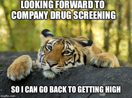 Confession Tiger | LOOKING FORWARD TO COMPANY DRUG SCREENING SO I CAN GO BACK TO GETTING HIGH | image tagged in confession tiger | made w/ Imgflip meme maker