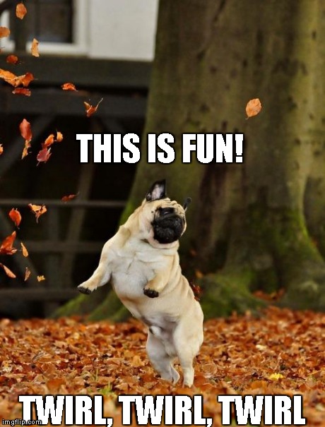 Fall Pug | THIS IS FUN! TWIRL, TWIRL, TWIRL | image tagged in fall pug | made w/ Imgflip meme maker