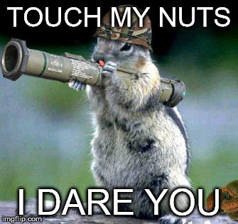 Bazooka Squirrel Meme | TOUCH MY NUTS I DARE YOU | image tagged in memes,bazooka squirrel | made w/ Imgflip meme maker