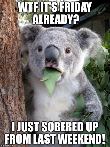 Surprised Koala Meme | WTF IT'S FRIDAY ALREADY? I JUST SOBERED UP FROM LAST WEEKEND! | image tagged in memes,surprised koala | made w/ Imgflip meme maker