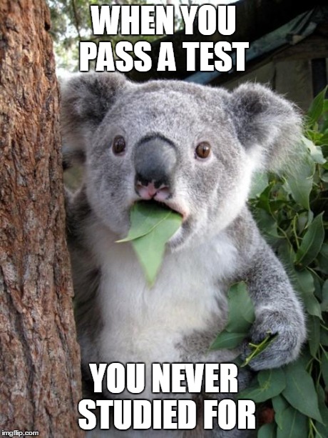 Surprised Koala Meme | WHEN YOU PASS A TEST YOU NEVER STUDIED FOR | image tagged in memes,surprised koala | made w/ Imgflip meme maker